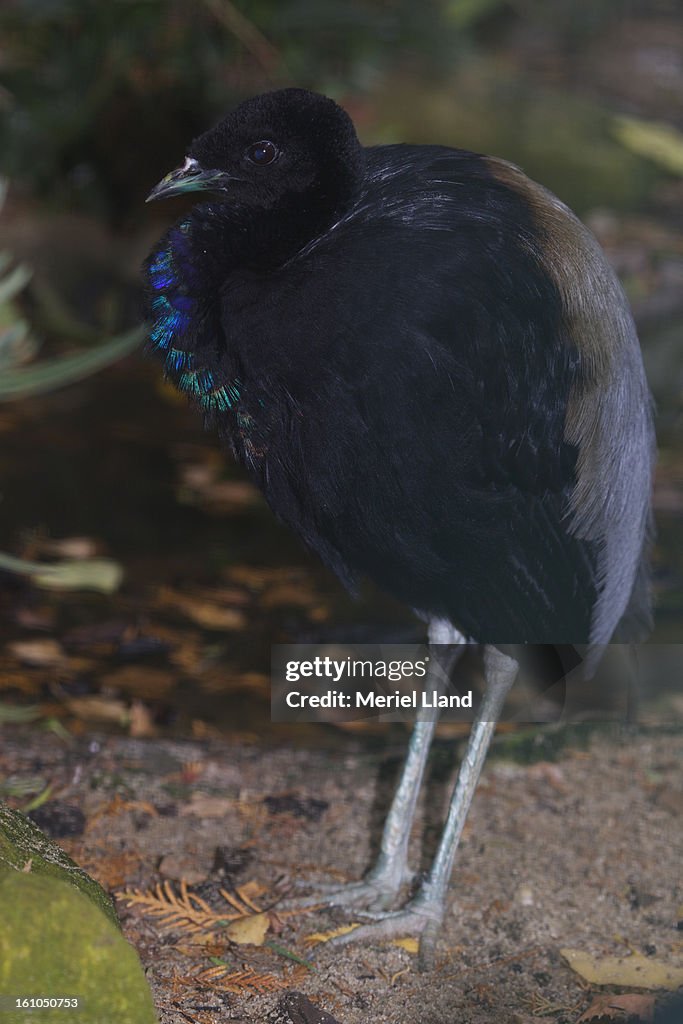 Grey-winged Trumpeter