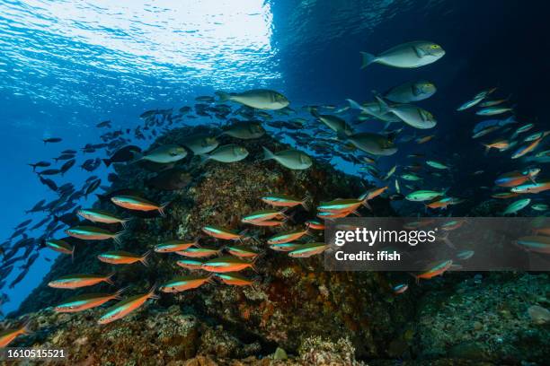 schools of yellowmask surgeonfishes and blue streak fusiliers at dramai rock, triton bay, indonesia - pterocaesio tile stock pictures, royalty-free photos & images