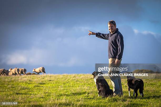 Australian Rural Dog Farmer Dog Australia Photos and Premium High Res Pictures - Getty Images