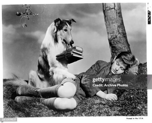 Lassie attempts to wake up Roddy McDowall in a scene from the film 'Lassie Come Home', 1943.