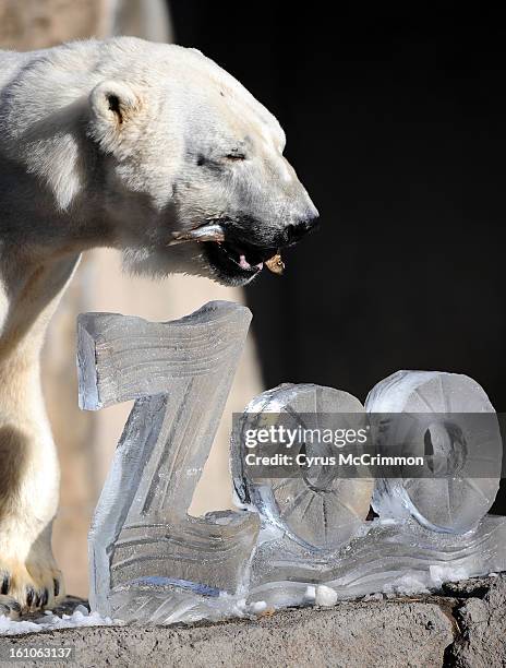 Soosha a 21-year-old polar bear holds a mackerel in her mouth next to an ice sculpture that celebrates the arrival of the Zoo Lights festival at the...