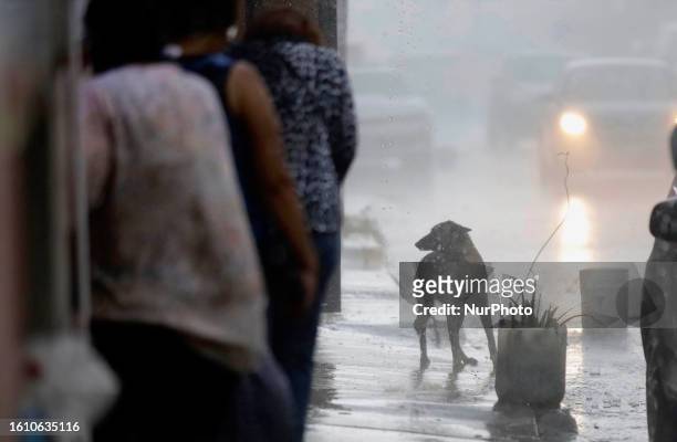 Dog in the street while it rains in Mexico City. This Saturday, heavy rains were registered in Mexico City due to Tropical Cyclone Hilary that is...