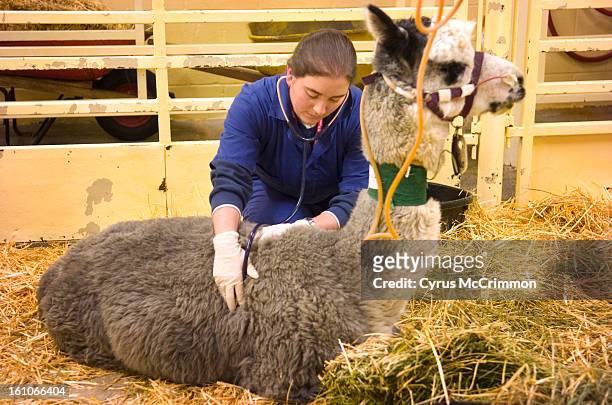 Fourth year veterinarian student Ana Esquivel listens to the lungs of a alpaca at the Colorado State University Veterinary Training Hospital on...