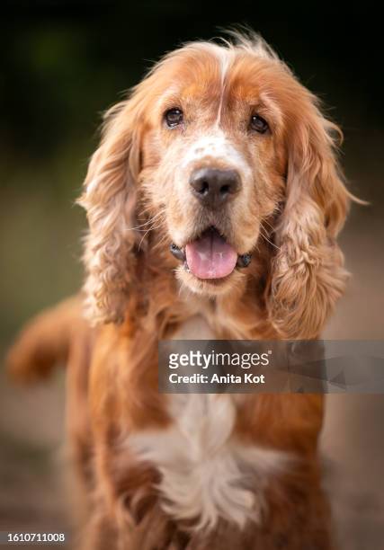 portrait of an english cocker spaniel - cocker spaniel stock pictures, royalty-free photos & images