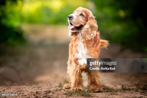 portrait of an english cocker spaniel - spaniel stock-fotos und bilder