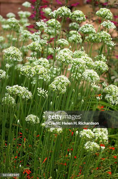 These are Alium. Melissa Grant is pictured working in her lovely garden. Helen H. Richardson/The Denver Post