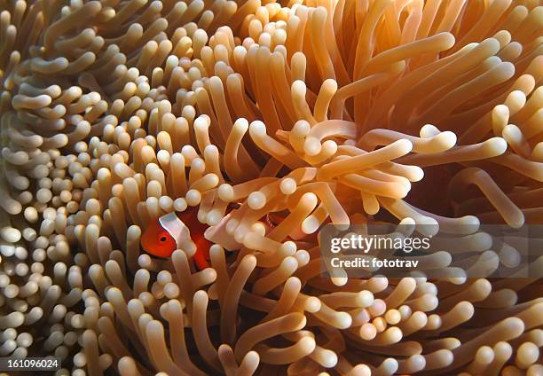 clownfish hiding in coral garden - celebes stock pictures, royalty-free photos & images