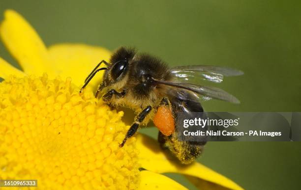 Bumble bee covered in Pollen pictured in Newbridge Co Kildare. Picture date: Sunday August 20, 2023.