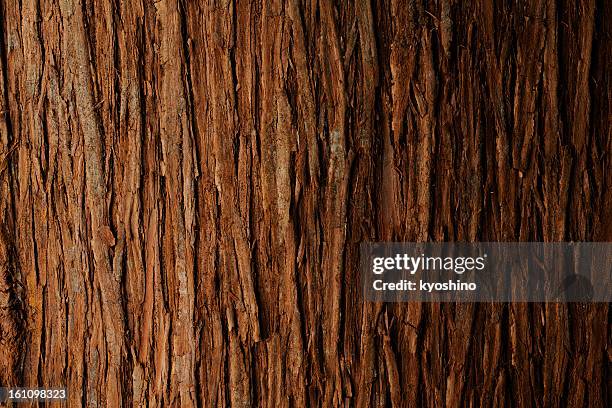 bark of cedar tree texture background - wood material stockfoto's en -beelden