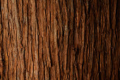 Bark of cedar tree texture background