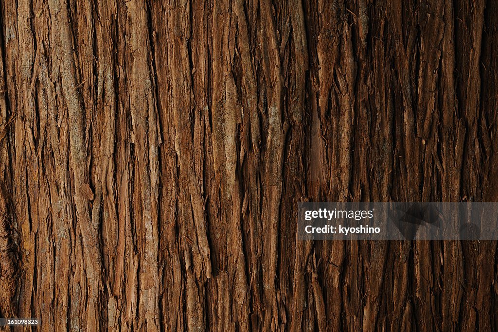 Bark of cedar tree texture background