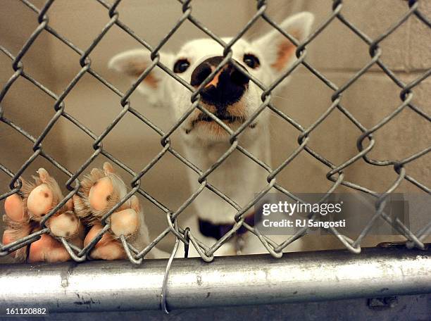 498 Denver Animal Shelter Photos and Premium High Res Pictures - Getty Images 498 Denver Animal Shelter Photos and Premium High Res Pictures - Getty Images