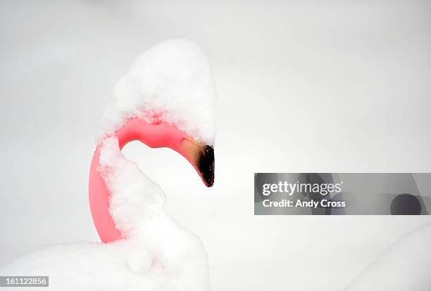 November 15Th 2009-- A plastic pink flamingo buried in snow in a front yard along S. Bellaire St near Colorado Blvd Sunday afternoon. Andy Cross, The...