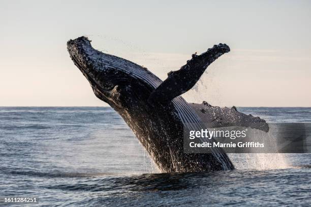 humpback whale breaching - salto de baleia imagens e fotografias de stock