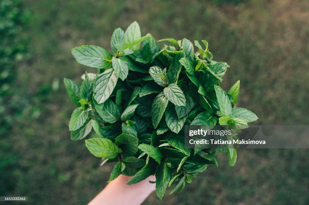 Bouquet of mint in hand close-up.