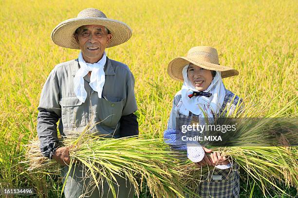 two farmers holding rice ear and standing in rice paddy in autumn - 農作業 ストックフォトと画像