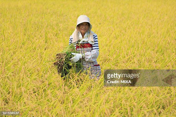 female farmer holding rice ear and standing in rice paddy in autumn - 農作業 ストックフォトと画像