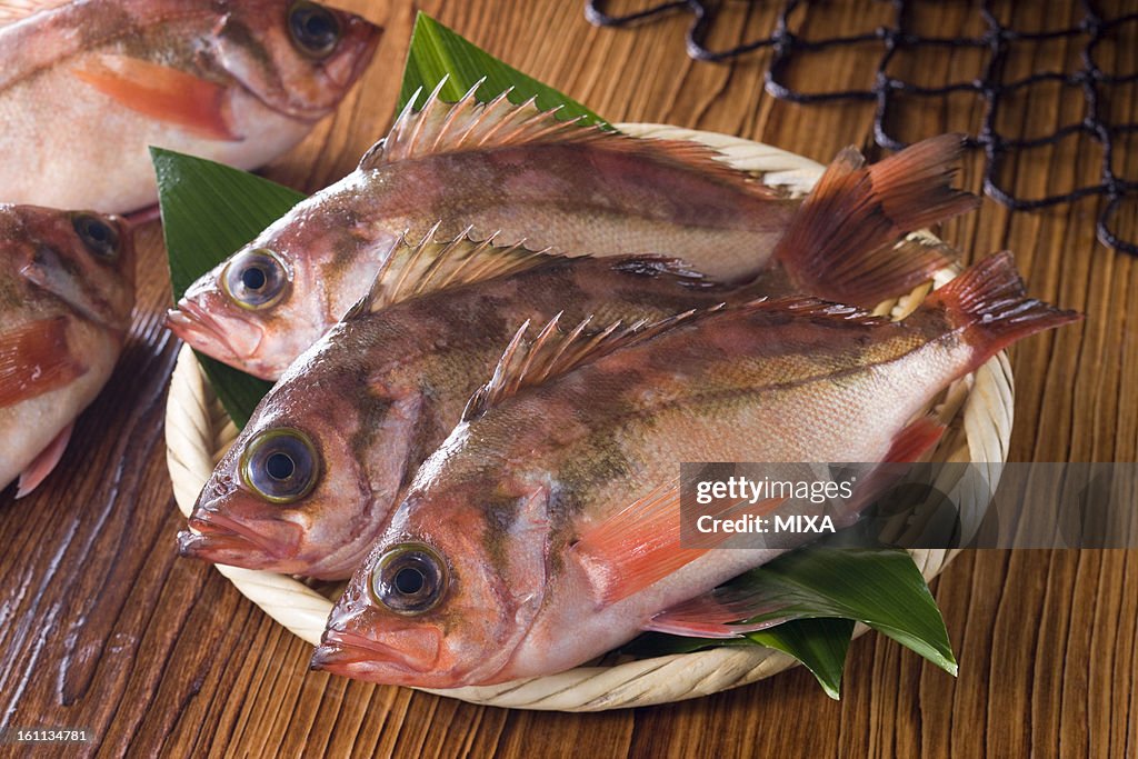 Black Rockfish
