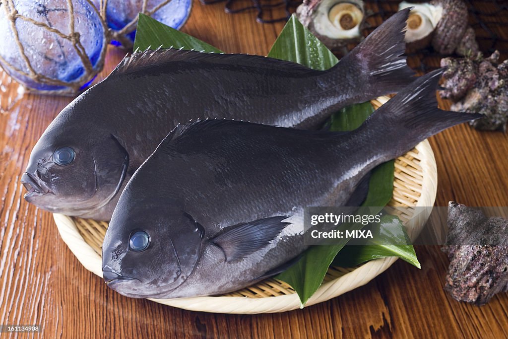 Largescale Blackfish