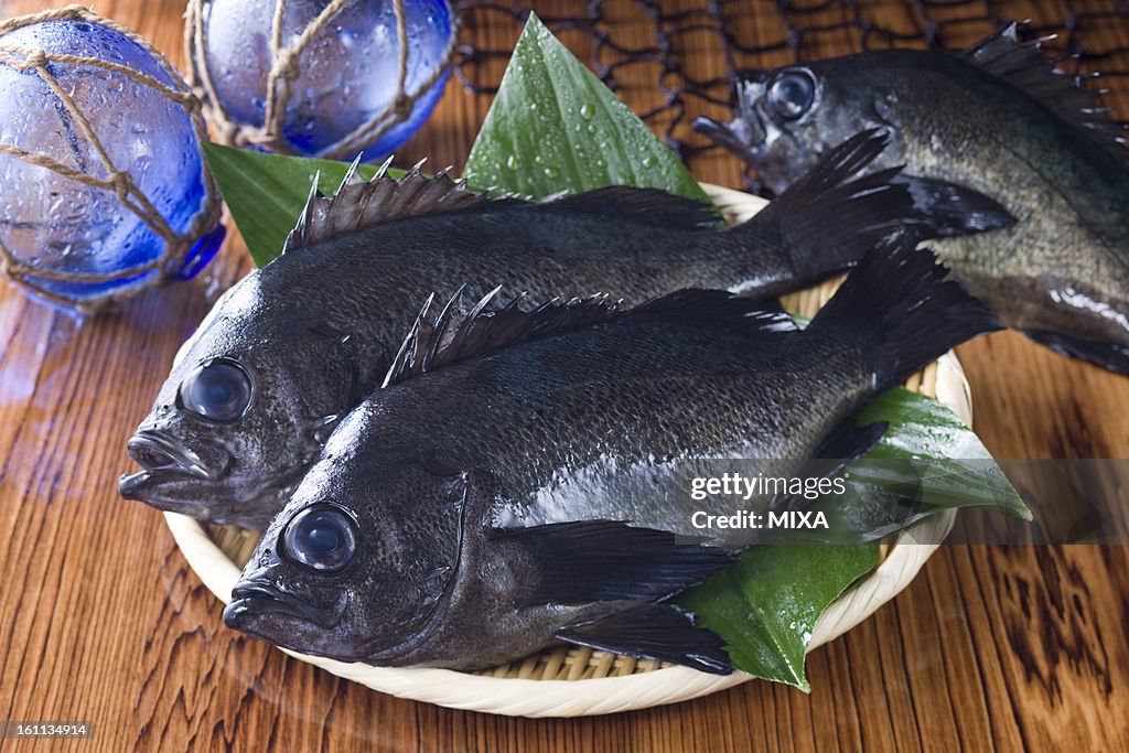 Black Rockfish
