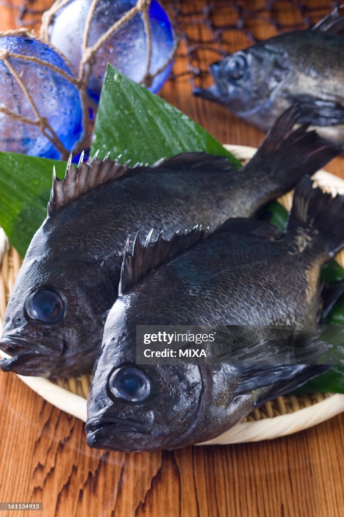 Black Rockfish