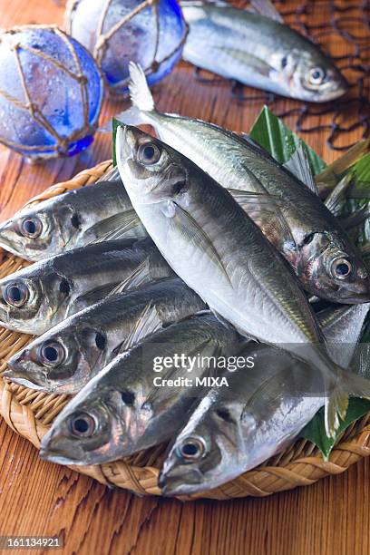 japanese horse mackerel - trachurus japonicus stock-fotos und bilder