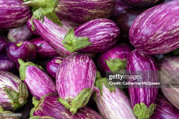 fresh organic eggplants at farmers market - aubergine stock pictures, royalty-free photos & images