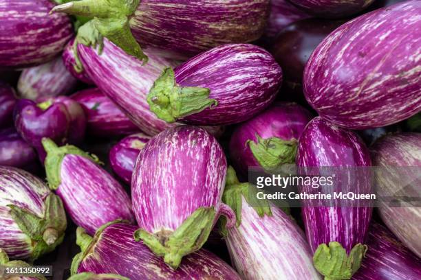 fresh organic eggplants at farmers market - eggplant imagens e fotografias de stock