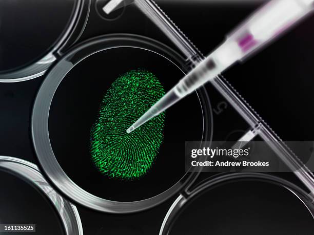 pipette sampling finger print in lab - forensic lab stock pictures, royalty-free photos & images