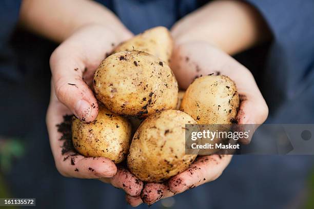 hand holding potatoes - pomme de terre photos et images de collection