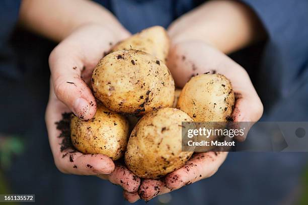 hand holding potatoes - patata cruda foto e immagini stock