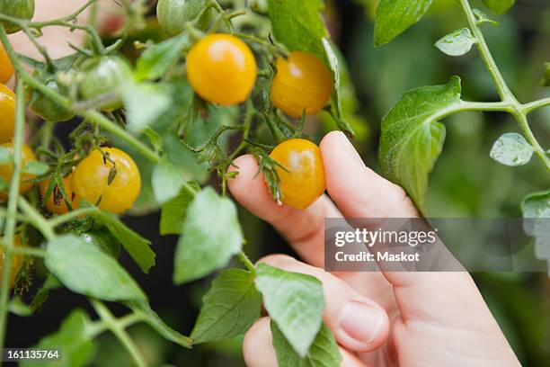 close-up of human hand holding tomato - sverige odla tomat bildbanksfoton och bilder