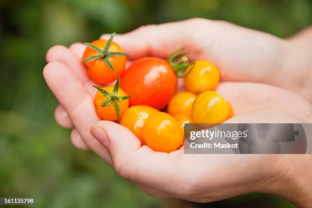 human hand holding small tomatoes - sverige odla tomat bildbanksfoton och bilder