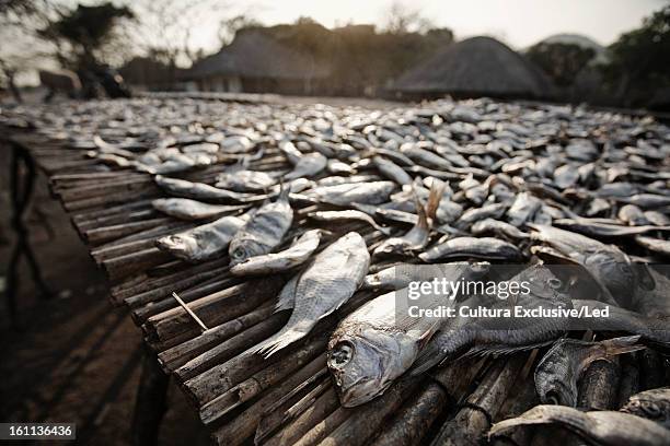 fish for sale in outdoor market - see lake malawi stock-fotos und bilder