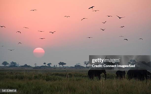 elephants and birds in wildlife refuge - zambia stockfoto's en -beelden