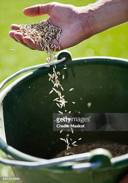 hand with seeds - same action stock-fotos und bilder