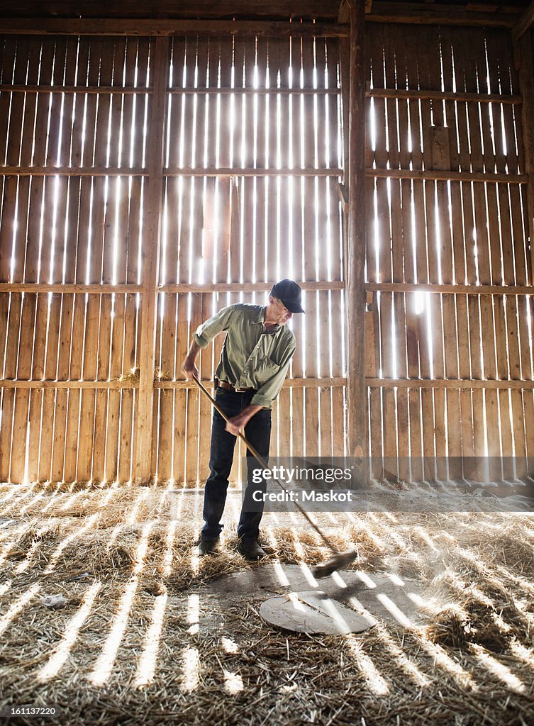 Farmer sweeping in barn
