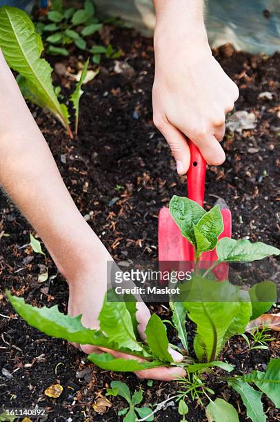 gardening - entfernen stock-fotos und bilder