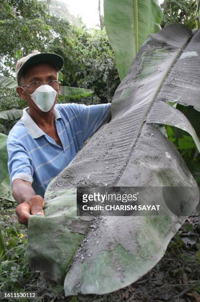 Farmer in Juban town, Sorsogon province shows how is banana plantation was damaged by overnight ashfalls following the explosion of Mount Bulusan...
