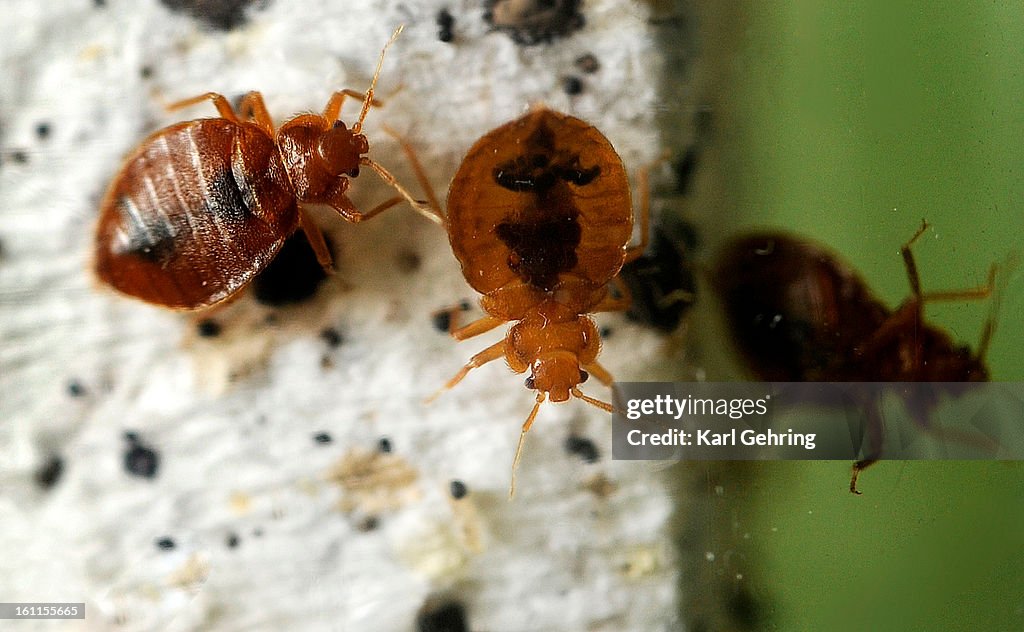 These bedbugs belong to Walter Penny who uses them to train his dog Macaroni to find them. They are about the size of a capital "O" in this caption. Bedbugs are known for being small, elusive and nocturnal, making them difficult to detect. The name bedbug