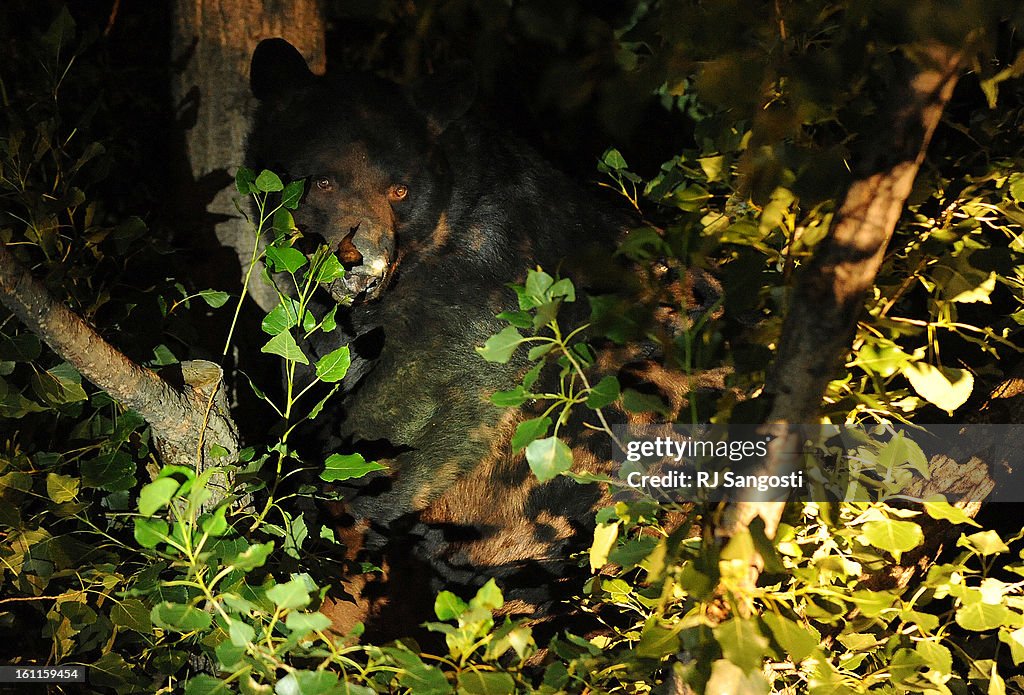 BEAR21-- A Black bears climbs a tree in downtown Aspen as it hunt for food in resident's trash. The bear are keeping local police busy with dozens of calls each night. RJ Sangosti/ The Denver Post