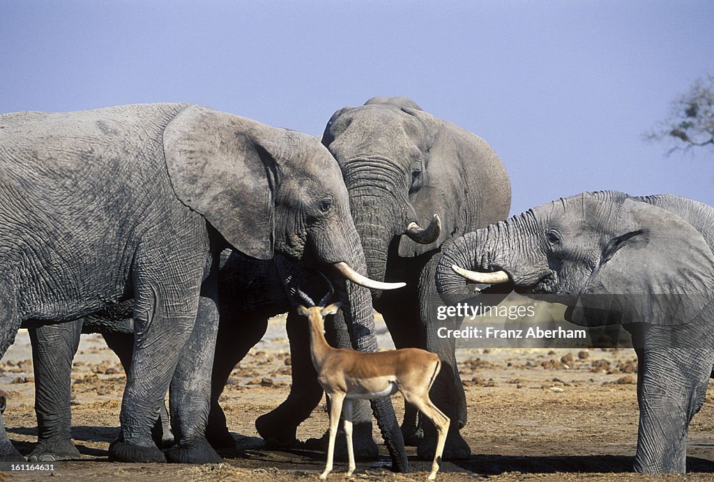 Elephants and an impala