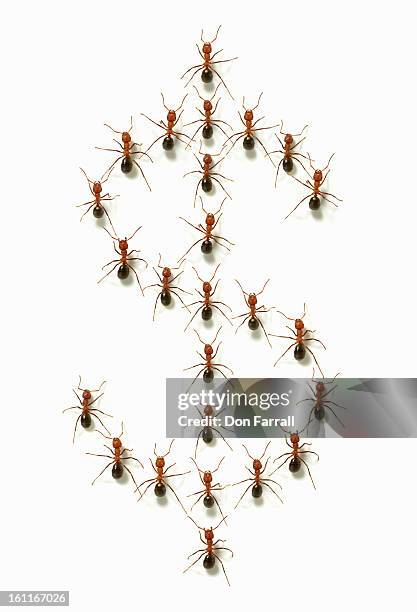 ants forming a dollar sign - ant financial stock-fotos und bilder