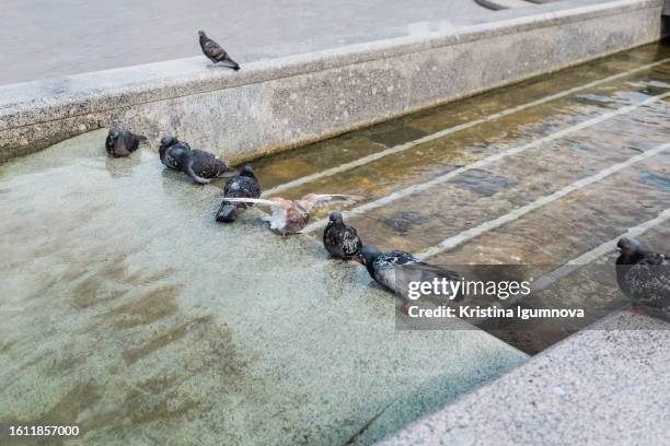 pigeons bathing in water. pigeon bathe in spouting water of fountain in city. - city birds eye stock pictures, royalty-free photos & images