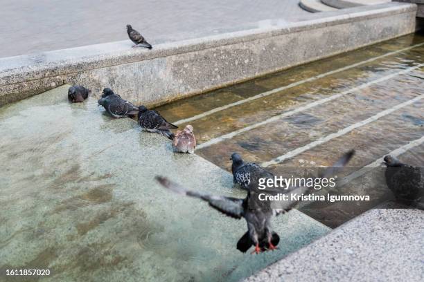 pigeons bathing in water. pigeon bathe in spouting water of fountain in city. - city birds eye stock pictures, royalty-free photos & images