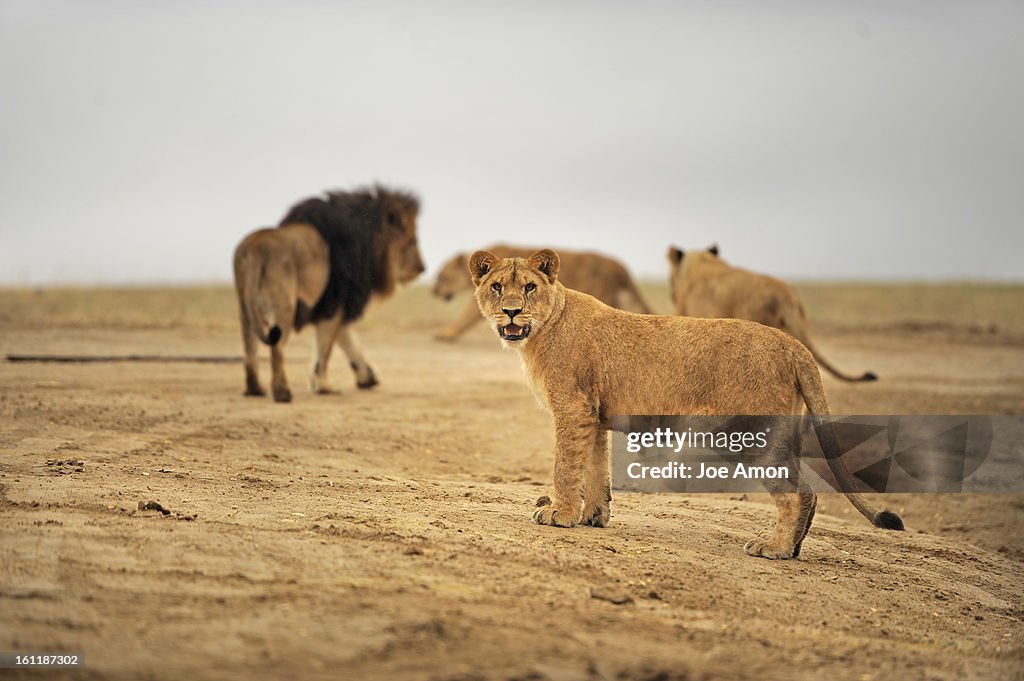 The Pride wonders their new territory as the Wild Animal Sanctuary releases the first pride of Bolivian lions into their 20-acre outdoor habitat. Joe Amon, The Denver Post