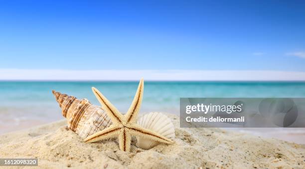 concepto de verano playa, con las carcasas y starfish. - estrella de mar fotografías e imágenes de stock