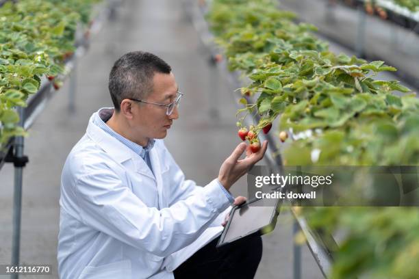 male scientist working with strawberry in greenhouse - strawberry under a microscope stock pictures, royalty-free photos & images
