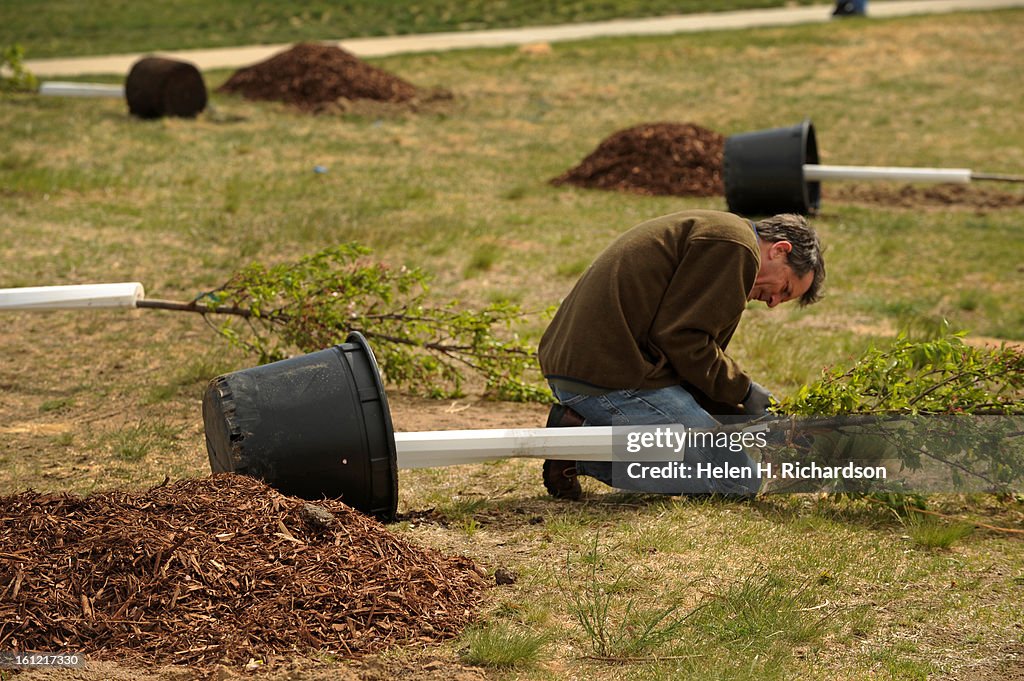 Ric Weidner prepares one of the cherry trees before planting it in the ground. The wind was howling and temperatures were hovering in the mid 40's but a couple hundred people turned out for the event. To celebrate the Japan United States Cherry Blossom Cen