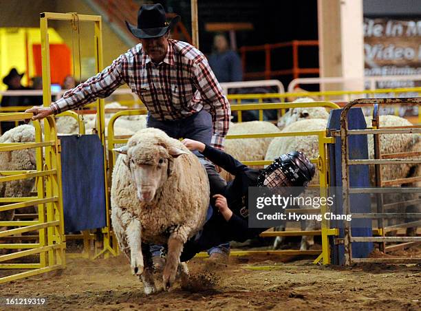Mutton Busting Numbers Mutton Busting Photos and Premium High Res Pictures - Getty Images